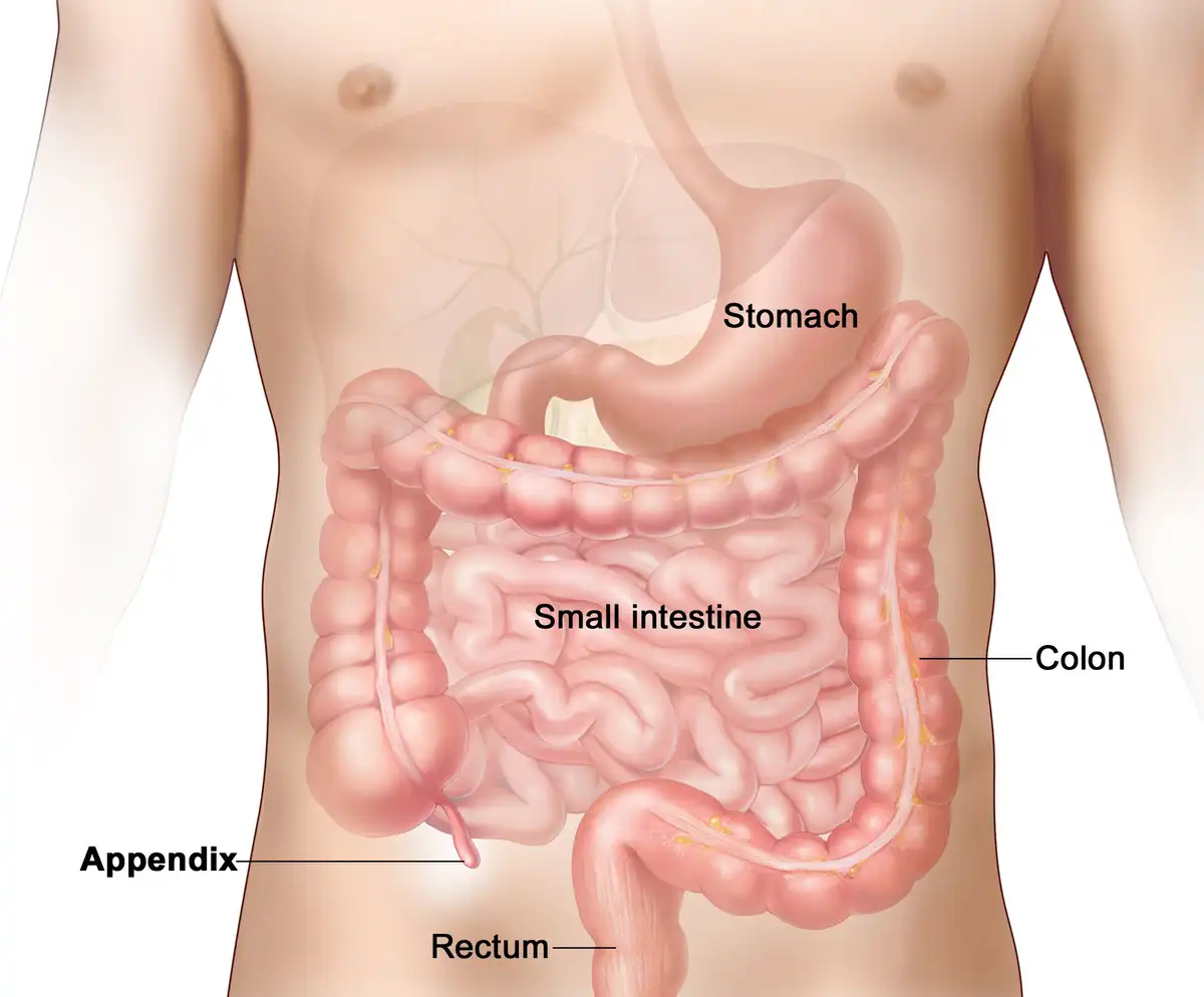 appendix treatment